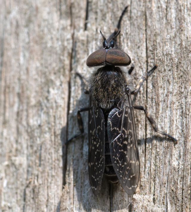 Horsefly? S,  un tafano: Haematopota crassicornis, maschio (Tabanidae)